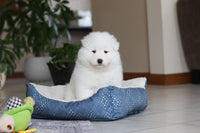 Samoyed