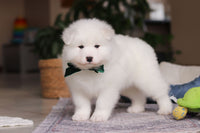 Samoyed