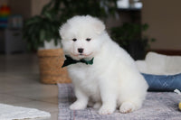 Samoyed