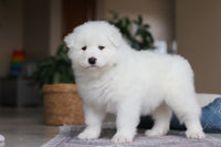 Samoyed