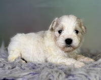 Schnoodle