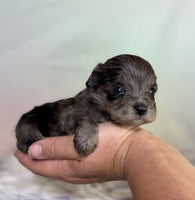 Schnoodle