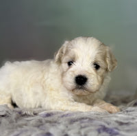 Schnoodle