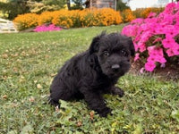 Schnoodle