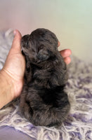 Schnoodle