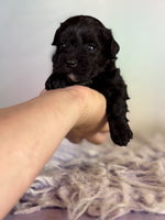 Schnoodle
