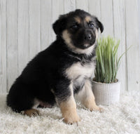 Shepherd Husky Mix