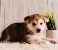 Shepherd Husky Mix