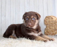 Shepherd Husky Mix