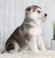 Shepherd Husky Mix