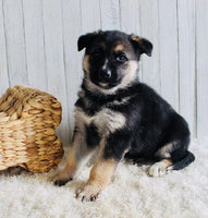 Shepherd Husky Mix