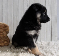 Shepherd Husky Mix