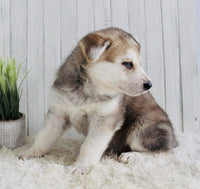 Shepherd Husky Mix