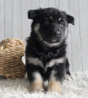 Shepherd Husky Mix