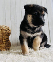 Shepherd Husky Mix