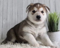 Shepherd Husky Mix