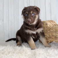 Shepherd Husky Mix