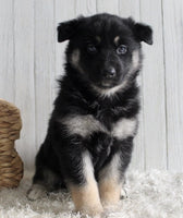 Shepherd Husky Mix