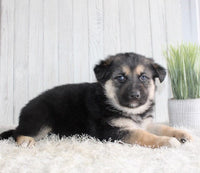 Shepherd Husky Mix