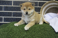 Shiba Inu