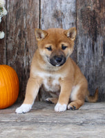 Shiba Inu
