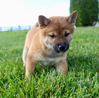 Shiba Inu