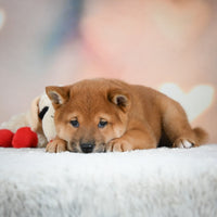 Shiba Inu 