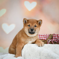 Shiba Inu 