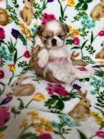 Shih-Chi