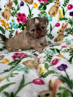 Shih-Chi