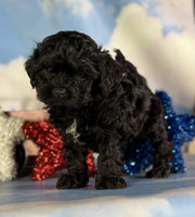 Shihpoo