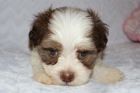 Shihpoo