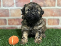 Shihpoo