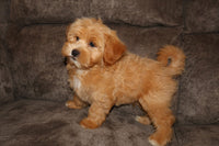 Shihpoo