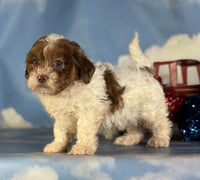 Shihpoo