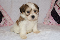Shihpoo