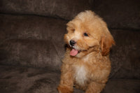 Shihpoo