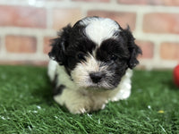 Shihpoo