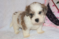 Shihpoo