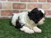Shihpoo