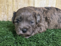 Shihpoo