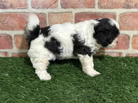 Shihpoo