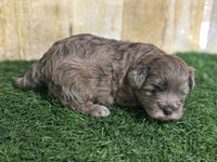 Shihpoo