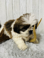  Shihtzu