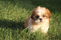 Shihtzu