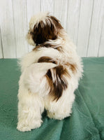 Shihtzu