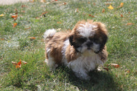 Shihtzu