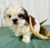 Shihtzu