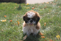 Shihtzu