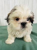 Shihtzu